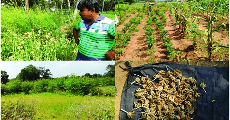 Chena Cultivation .